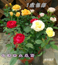 欧洲月季盆栽 微月阳台庭院微型玫瑰四季花卉带花苞好养2盆包邮