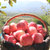 静宁特产红六福富硒红富士苹果24个果径80mm约14斤大果脆甜可口营养健康静宁苹果产地直供新鲜健康(1箱装 24枚80果)
