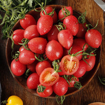 千禧果圣女果小番茄西红柿子新鲜蔬菜非海南水果生吃5斤现摘现发(5斤精品)