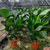天堂鸟盆栽室内大型绿色植物鹤望兰北欧客厅净化空气吸甲醛防辐射(天堂鸟 五苗（0.8-1米）)