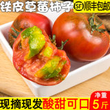 丹东草莓柿子5斤西红柿新鲜 自然熟铁皮柿子盘锦碱地生吃水果番茄(5斤【精选豪华 铁皮柿子】)