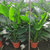 天堂鸟盆栽室内大型绿色植物鹤望兰北欧客厅净化空气吸甲醛防辐射(天堂鸟 散尾（1-1.5米）)