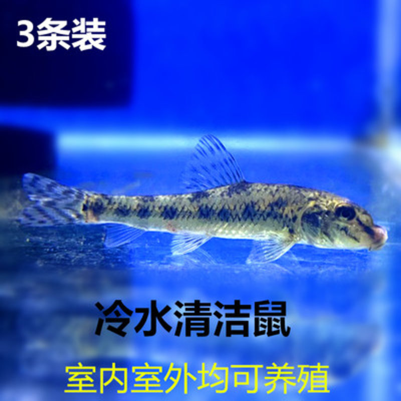 金苔鼠鱼活体淡水热带观赏鱼清道夫青苔鼠鱼缸清洁工具鱼除藻底栖冷水