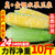 云南金银水果玉米10斤新鲜生吃甜玉米棒子粘苞谷米现摘糯包邮蔬菜(3斤)第2张高清大图