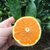 四川爱媛38果冻橙5斤装约13-16个左右无籽橙子全国包邮（新疆、西藏、内蒙、黑龙江、吉林不发货