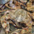 花盖蟹 鲜活螃蟹 6-7只/斤 鲜活海鲜海产品  食用方便【大渔场】