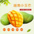 越南小玉芒 青芒果 热带水果小玉芒包邮(5斤)