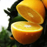 赣南脐橙【10斤包邮】特大果95#以上新鲜水果橙子香甜多汁孕妇水果(特大果10斤)