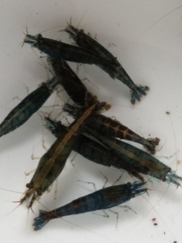 黑壳虾除藻鱼水草除藻虾龙鱼鱼缸清洁虾饲料工具淡水活体虾免包邮大号