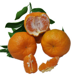 四川 椪柑 芦柑 新鲜椪柑甜蜜橘子 新鲜水果约4