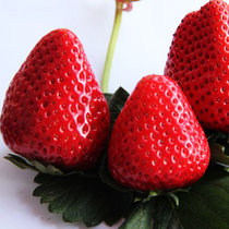 【原产直发 顺丰包邮】大凉山德昌巧克力红颜甜草莓 2.5斤装