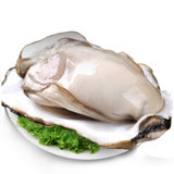 乳山鲜活生蚝10斤装 牡蛎海蛎子 生鲜贝类 新鲜海鲜水产 单个125g起(规格 重量)