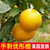 香果坊 广西特产水果优彤橙5斤装新鲜水果包邮