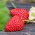 牛奶草莓新鲜水果整箱4斤包邮奶油巧克力红颜99大草莓非丹东
