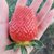 四川现摘新鲜冬草莓3斤奶油草莓中通冷链包邮(草莓3斤50颗左右)