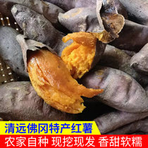 清远佛冈特产红薯农家自种香甜软糯(10斤)