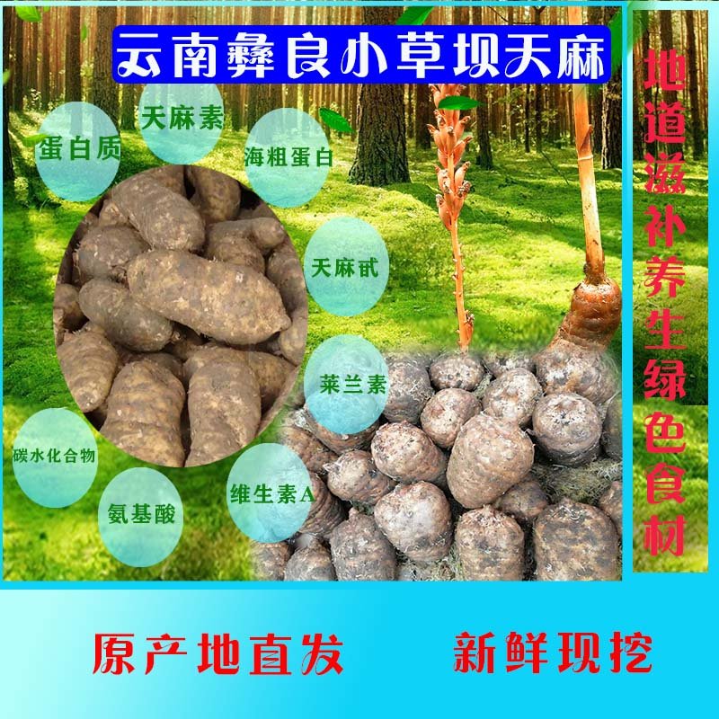 云南彝良小草坝天麻(新鲜,现挖)产地直发(精选小草坝天麻(鲜天麻)7_8
