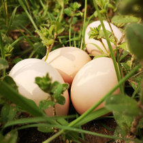 正宗农家生态土鸡蛋新鲜散自养现捡现发10枚初生蛋天然草鸡初产蛋