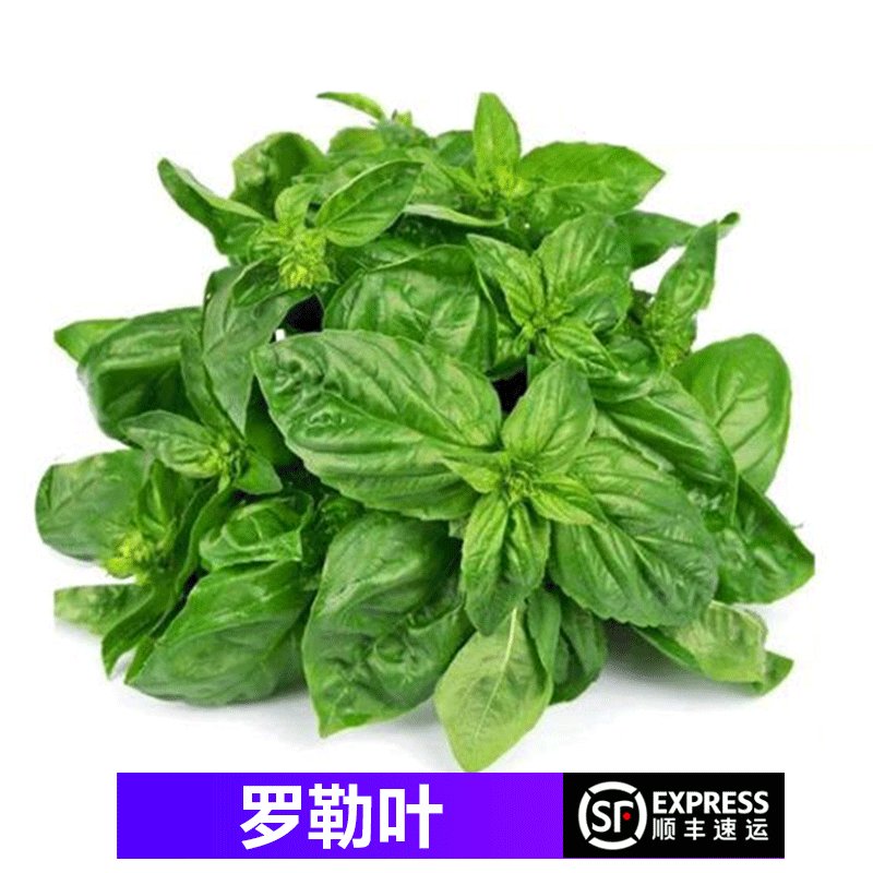 顺丰新鲜罗勒叶食用西餐香料甜欧罗青酱罗勒250g