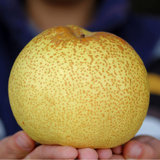 杞农优食安徽砀山酥梨约2.5kg单果200g以上 皮薄多汁 脆甜爽口