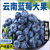 云南大蓝莓鲜果甜当季水果孕妇宝宝辅食时令现摘特大果蓝梅整箱盒(大果4盒 500g 包邮)
