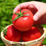 【自然熟】普罗旺斯西红柿 小时候的味道 5斤装 产地直发(普罗旺斯西红柿 5斤)