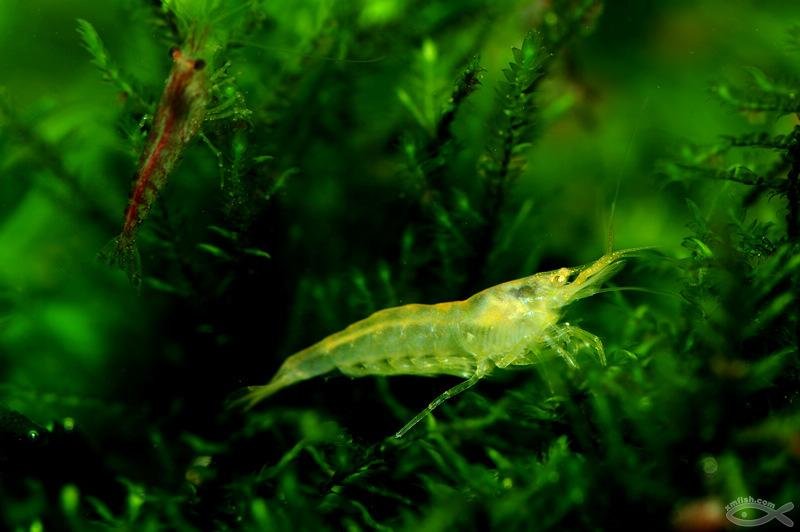 观赏虾黑壳虾套餐水族箱除藻虾清洁虾饲料工具虾草缸鱼缸造景活体黄米