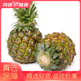【急速发货】云南香水小菠萝5斤装脆甜多汁果香浓郁(5斤)