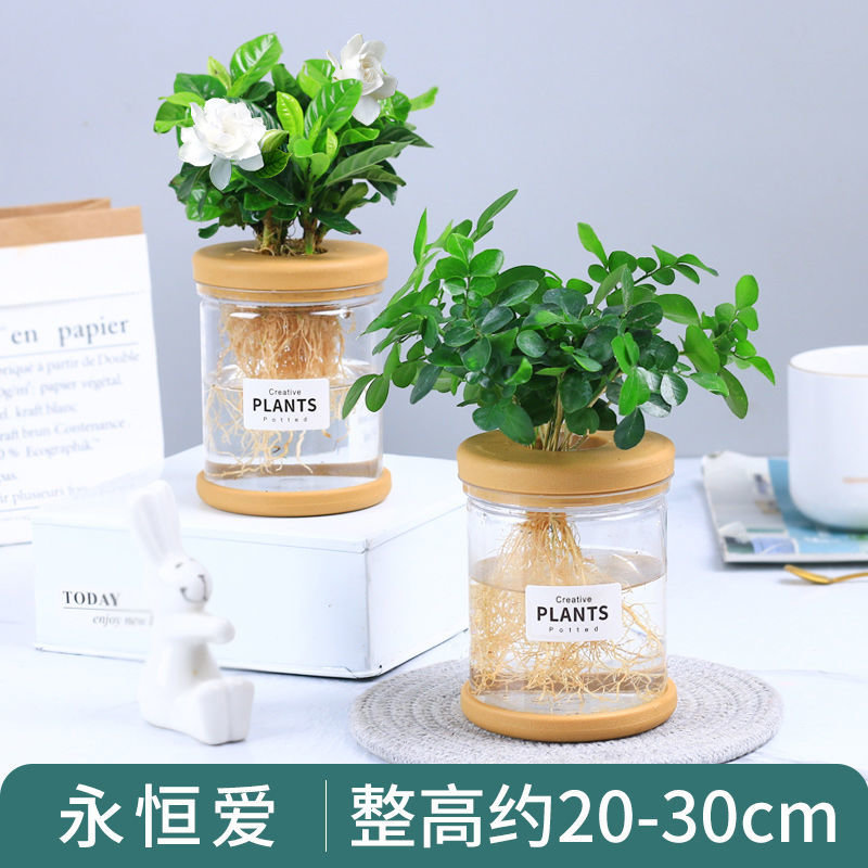 发财树富贵竹绿萝办公室室内创意绿植盆景花卉水培植物四季常青吸水盆