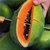 17岁的甜广西红心木瓜9斤装净重约8.5斤 当季新鲜水果