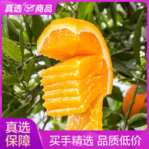 【秭归脐橙纽荷尔】屈乡秭归脐橙新鲜橙子果园直发 现摘现发2021年新鲜橙子(9斤中果 性价比之选)