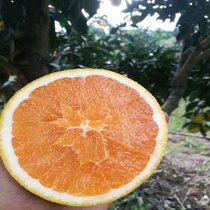 九月红脐橙5斤净重包邮现摘现发当季水果酸甜可口(九月红脐橙16-18个-5斤)