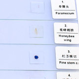 美佳朗显微镜MCALON户外10生物片实验标本