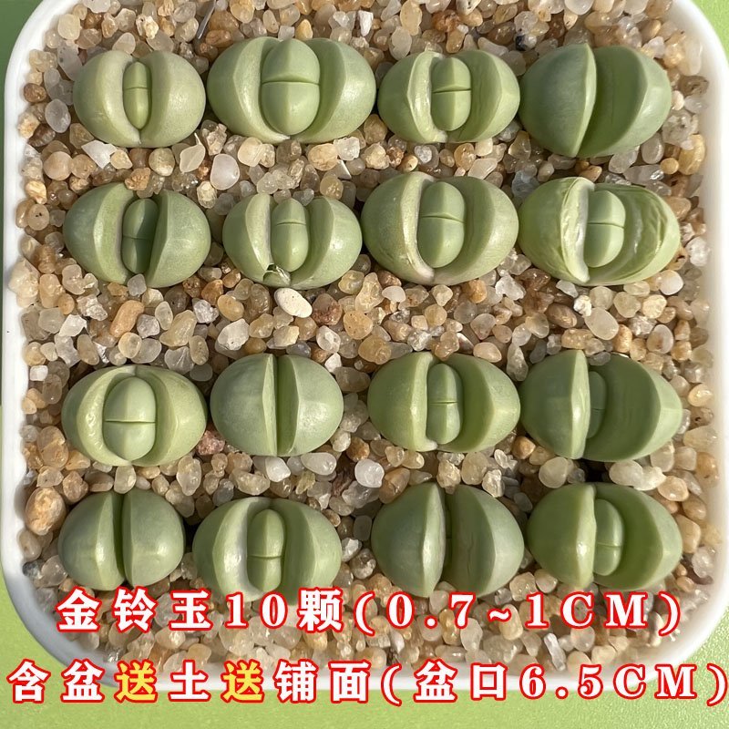彩色混合新手组合绿植盆栽大屁屁包邮野鹤园艺10颗金铃玉071cm含盆