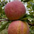 宁夏红富士苹果新鲜普通果光果脆甜丑苹果糖心果一级整箱(80mm（含）-85mm(不含) 9斤)