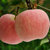 红富士苹果陕西特产约12斤苹果超值装（单果80左右）