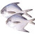 鲜冷冻东海大鲳鱼500-600g 袋装 舟山特产鱼类顺丰航空冷链配送