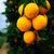 好果天天美国进口橙子鲜橙新奇士脐橙新鲜采摘时令水果12个装