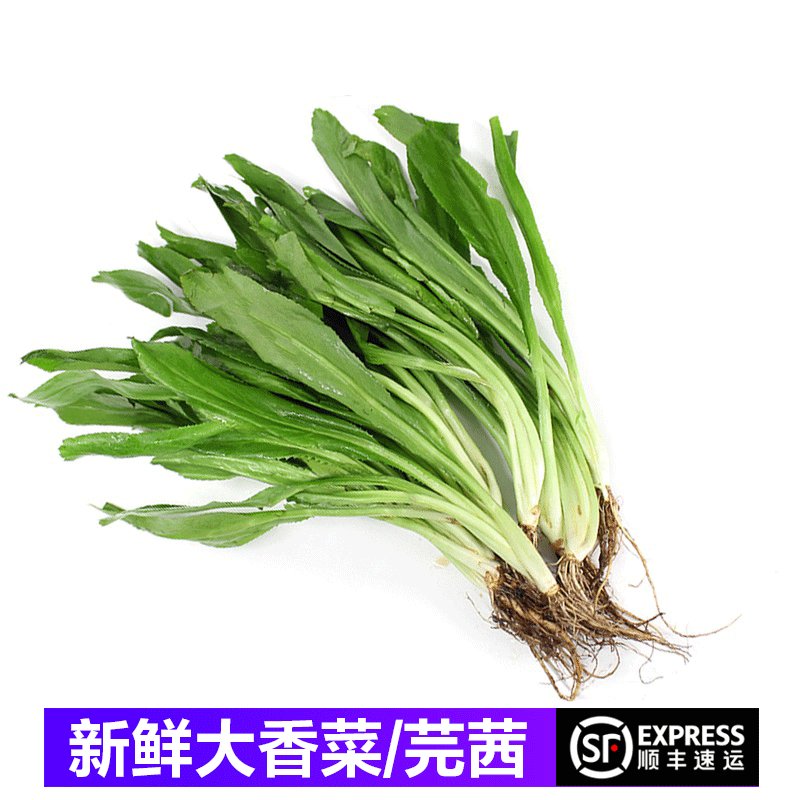 顺丰大香菜新鲜芫茜刺芹芫西泰国冬阴功材料芫荽泰国香菜1000g