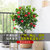 四季茶花盆栽浓香型花卉带花苞山茶室内植物好养五色赤丹阳台绿植
