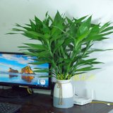基地直销富贵竹高大中小号粗家庭客厅办公室客厅书桌摆设绿植花卉