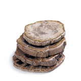 关耳窑  随机发货限量10片 百万年木化石 茶壶托