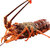活鲜澳洲进口鲜活大龙虾1000g/只澳龙可做刺身鲜活水产 全国配送