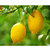 澜沧绿色柠檬/***柠檬/柠檬大师产地直发/新鲜柠檬包邮(3公斤（6斤） 包邮)