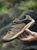 嘀威尼 Diweini  登山鞋男运动户外休闲鞋徒步真皮软底中老年爸爸鞋健步鞋旅游鞋子(1637-棕色 40)第2张高清大图