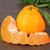 四川丑柑 不知火丑橘 新鲜橘子精品果5斤大果约9-12个果现摘现发(新疆、西藏不发货）