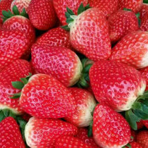 四川双流冬草莓大果（单果20g以上）3斤装 顺丰包邮