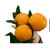 丑橘耙耙柑春见耙耙柑非不知火 新鲜水果 果园直发（坏果包赔) 5斤装(大果约8斤)第2张高清大图