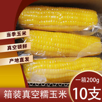 正道良田山西糯玉米10只装新鲜速食甜粘玉米粒真空黏玉米棒现摘(10穗*200g)