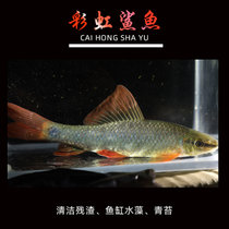 观赏鱼清洁鱼金苔鼠鱼缸除藻吃垃圾青苔鼠老鼠鱼清道夫工具鱼活体(彩虹鲨10条备损2共12条 默认版本)